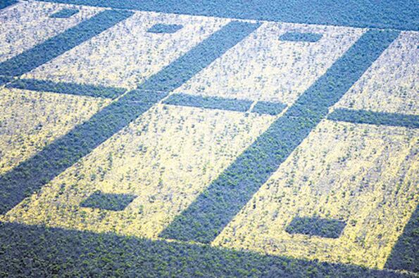 En Chaco, Santiago del Estero, Formosa y Salta la deforestación arrasó áreas protegidas.