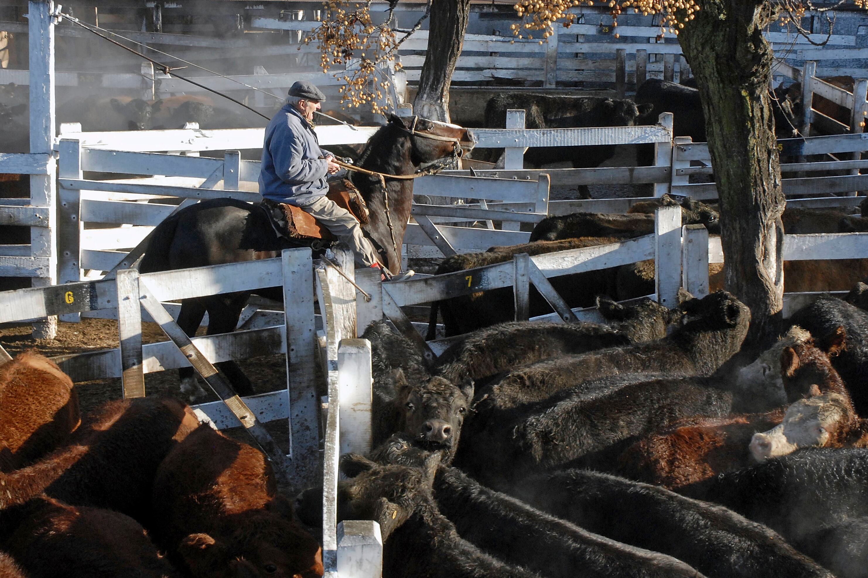 La caída del stock en frigoríficos empujó el valor del novillito.