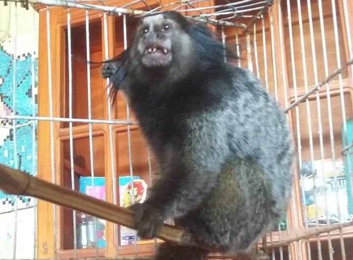 El mono titi ya había sido robado a principios de este año.