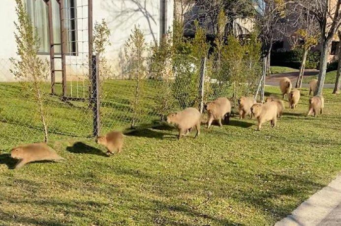El barrio avanzó sobre una zona que no estaba intervenida y en ese lugar había muchos animales.