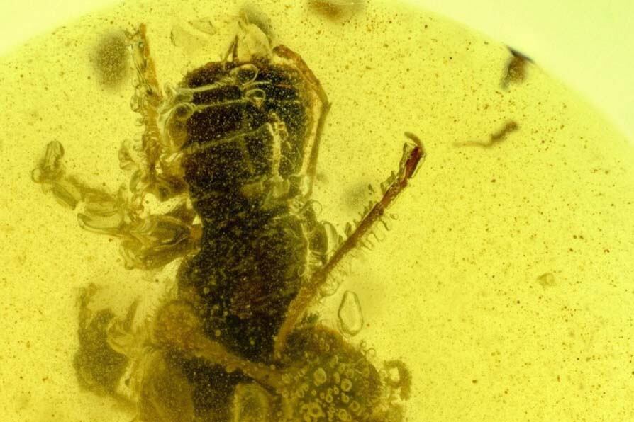 Se estima que estas hormigas movían sus mandíbulas en forma de hoz, hacia arriba, para inmovilizar a su presa contra la protuberancia en forma de cuerno que tenían entre sus antenas.