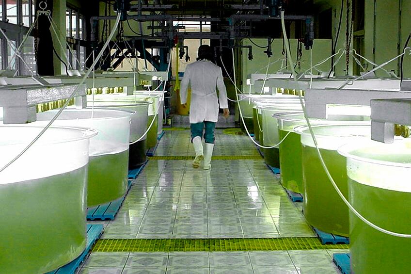 La producción de bioetanol aporta al PIB cerca de 455 millones de dólares al año.