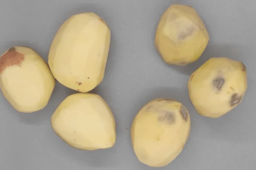 El pardeamiento enzimático es el proceso químico por el cual se produce la oxidación de la papa. Imagen: INTA