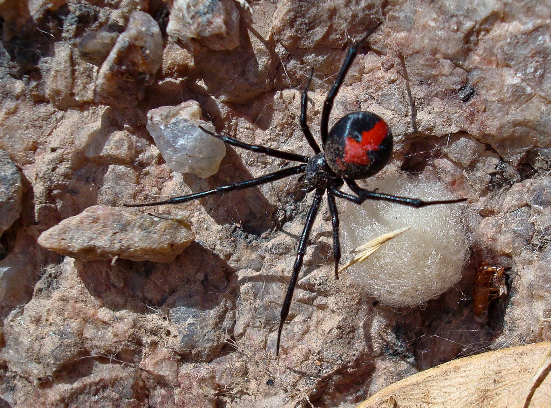 La picadura de la araña viuda negra rara vez es moral. 