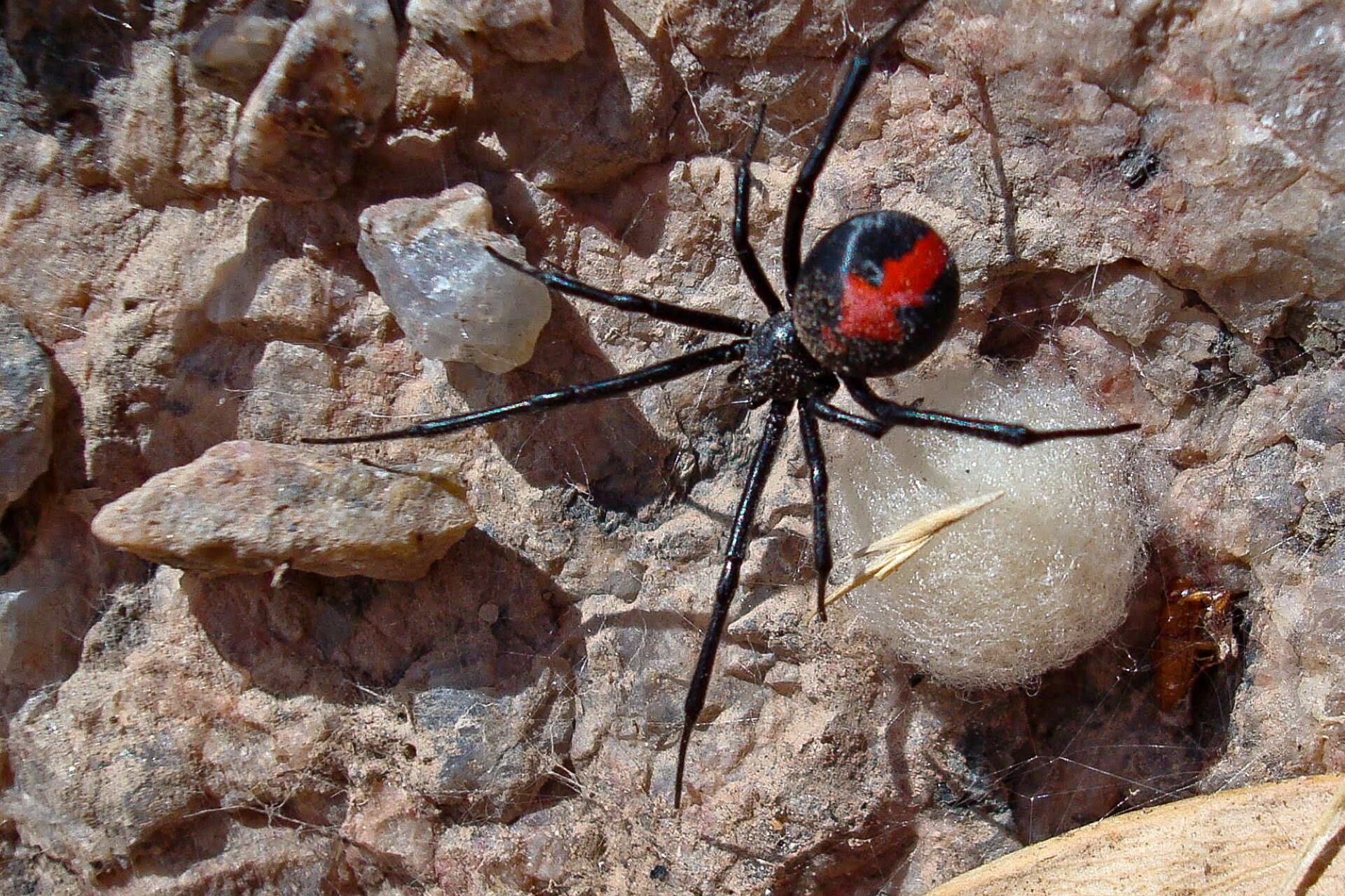 La picadura de la araña viuda negra rara vez es moral.