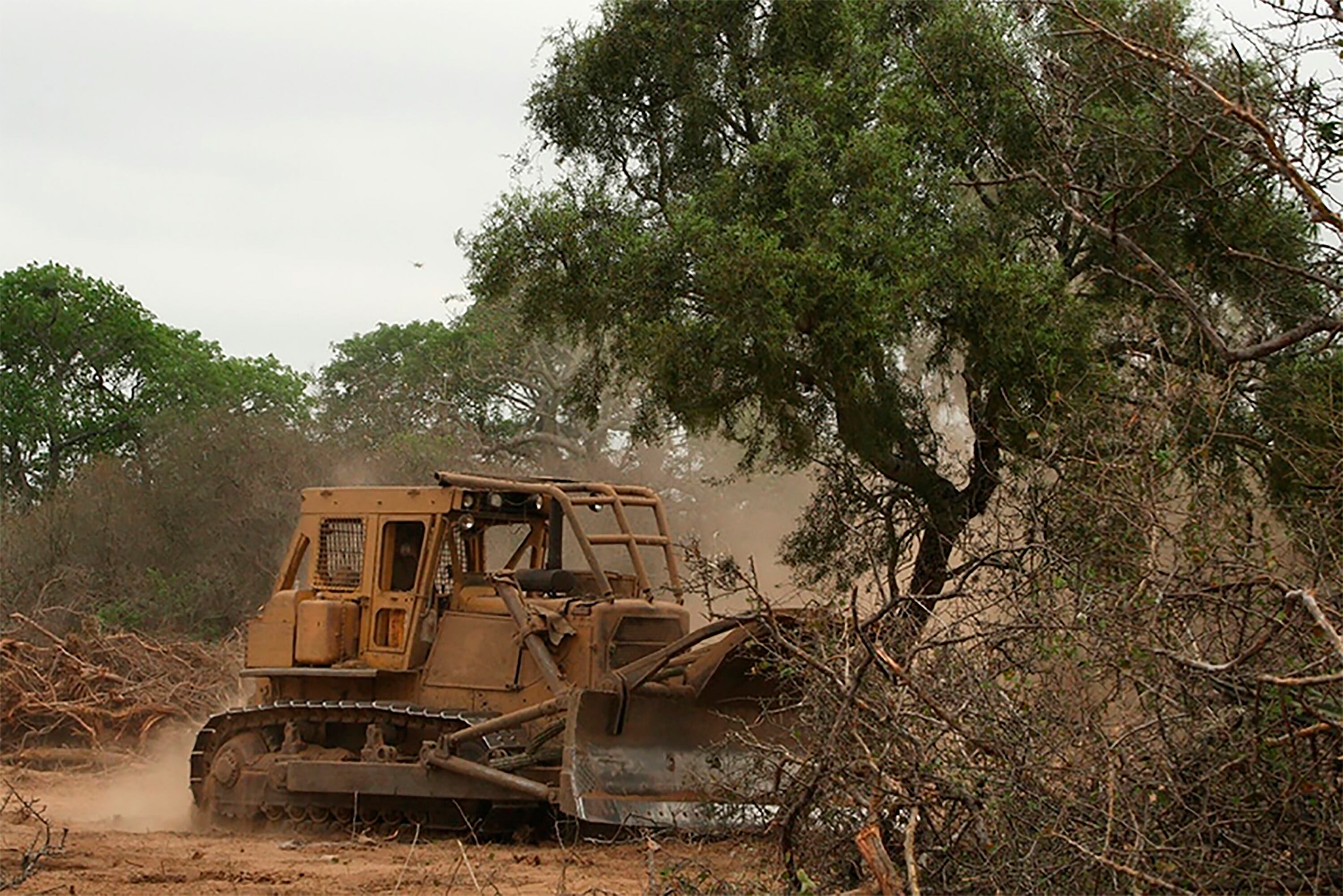 Denunciaron la tala de 10 hectáreas de árboles en la comunidad Tacupí Miní en Misiones