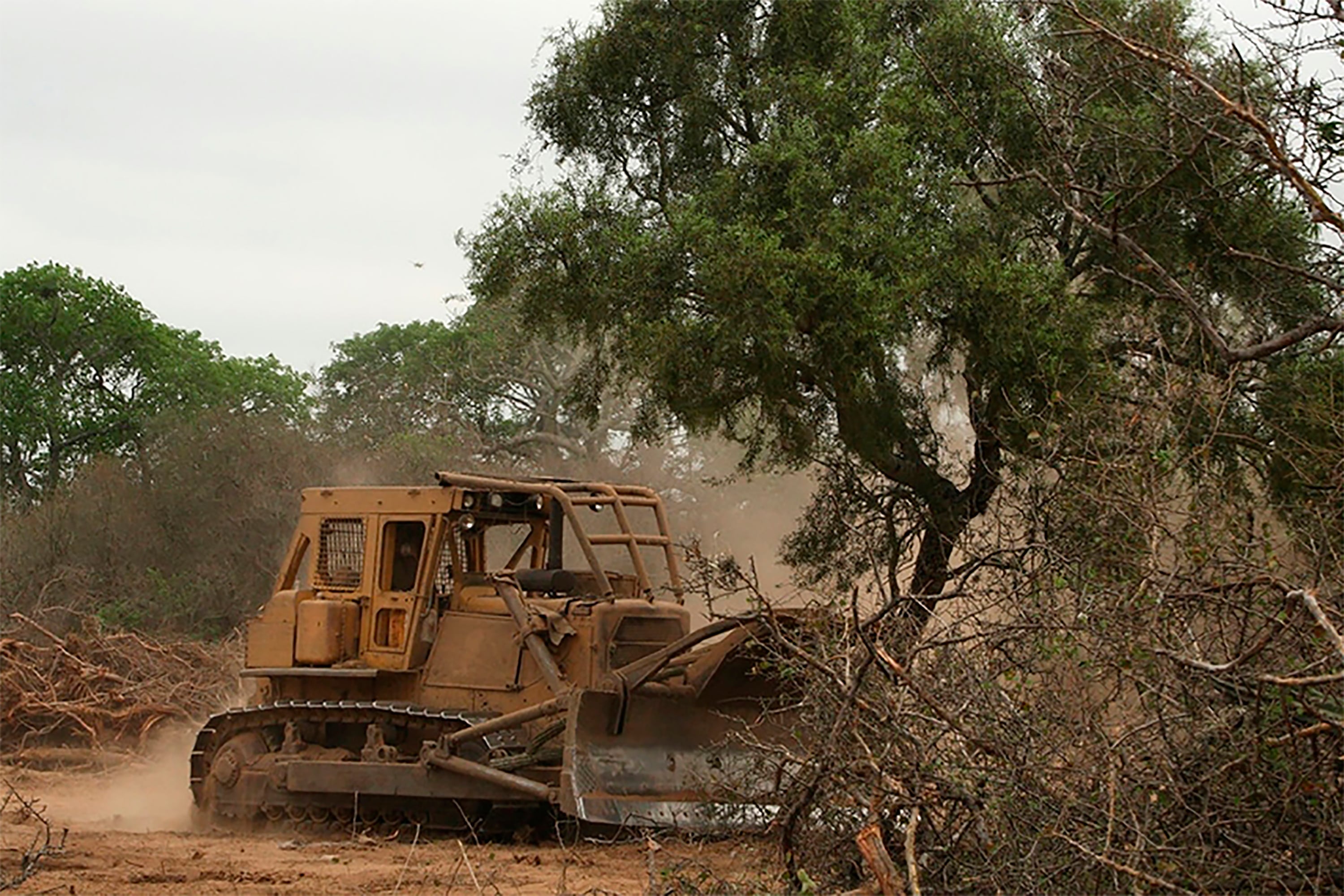 Denunciaron la tala de 10 hectáreas de árboles en la comunidad Tacupí Miní en Misiones