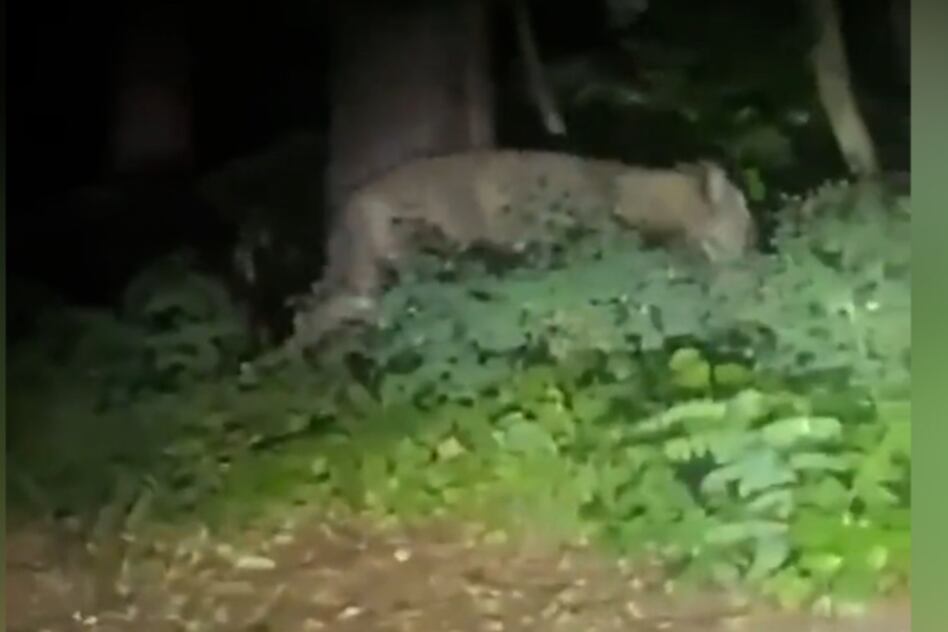 Por el momento, se sospecha que el felino se encuentra en una zona boscosa. Imagen: captura de video