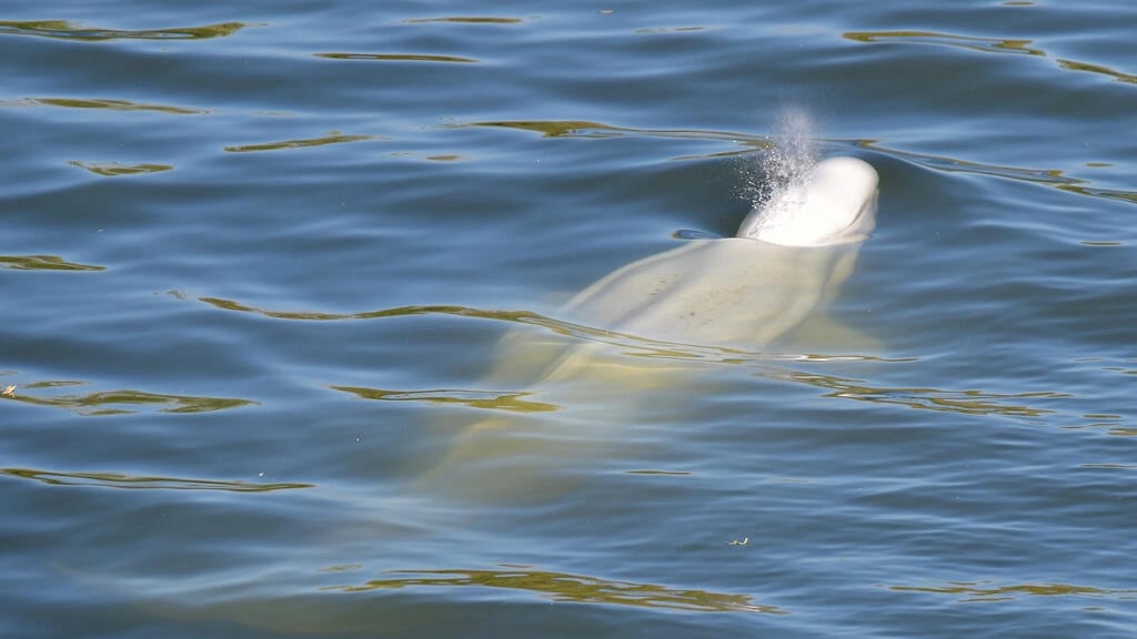 La pequeña ballena blanca que suele vivir en aguas del Ártico se encuentra atascada en el río Sena. Foto: AFP