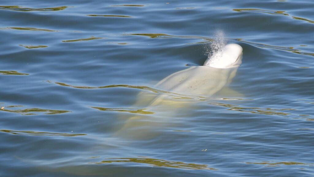 La pequeña ballena blanca que suele vivir en aguas del Ártico se encuentra atascada en el río Sena. Foto: AFP