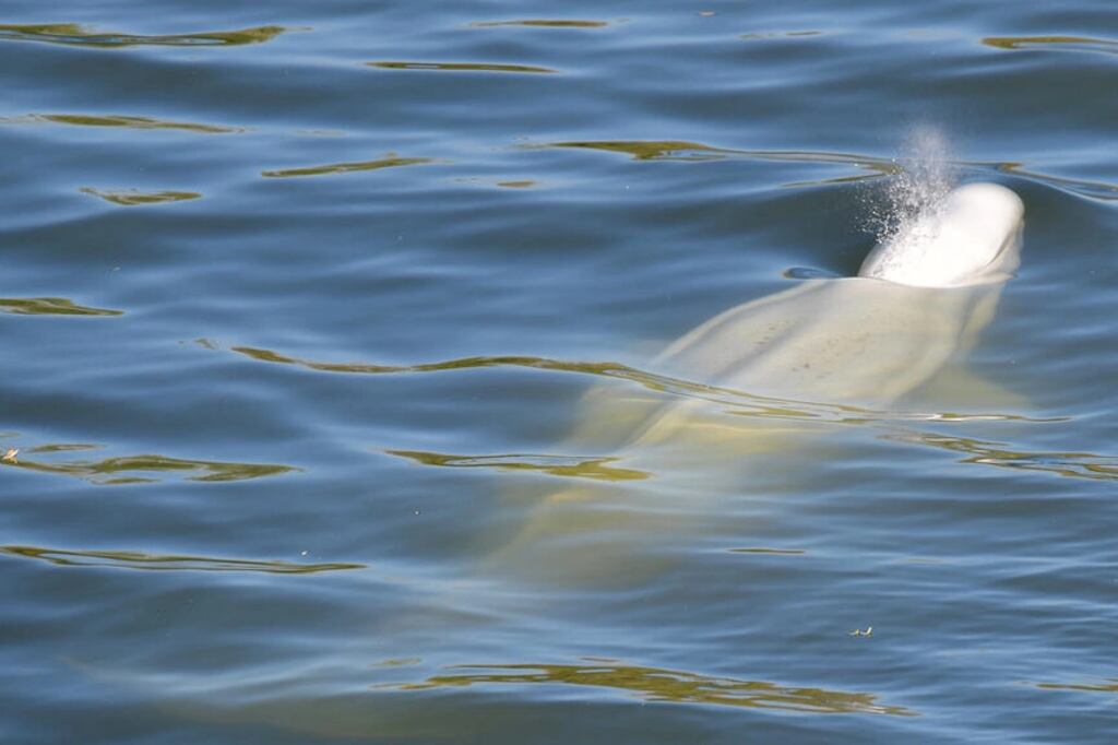 La pequeña ballena blanca que suele vivir en aguas del Ártico se encuentra atascada en el río Sena. Foto: AFP