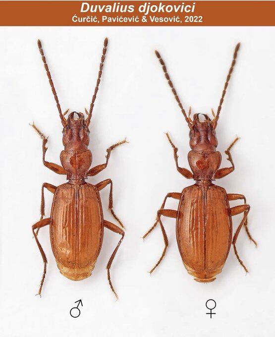 Novak es un insecto muy pequeño, totalmente ciego y despigmentado, con patas y antenas muy largas.