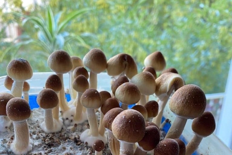 Las terapias con microdosis de psilocibina plantean otra visión de la salud mental.