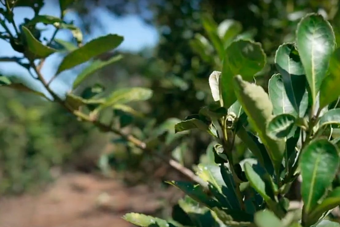 Se estima que hay unos 12.000 pequeños productores de hoja verde.