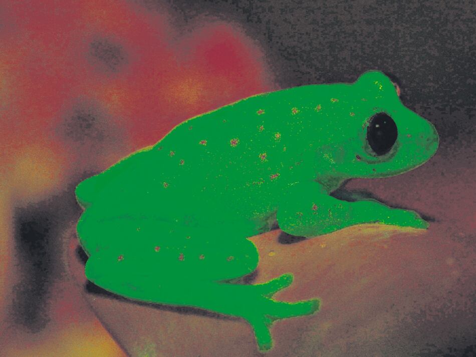 Esta rana es el primer anfibio fluorescente documentado científicamente.