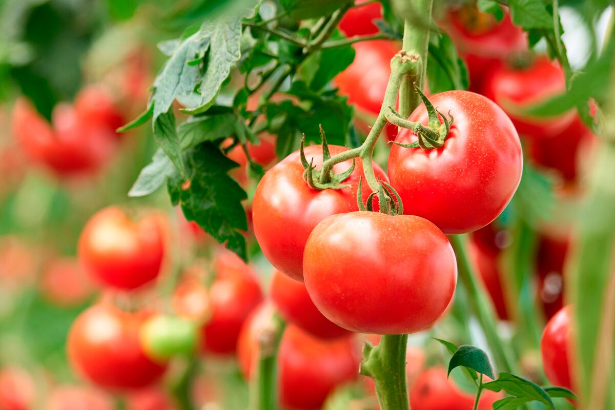 En los últimos veinte años, hay 10 mil agricultores menos de tomate en Mendonza.