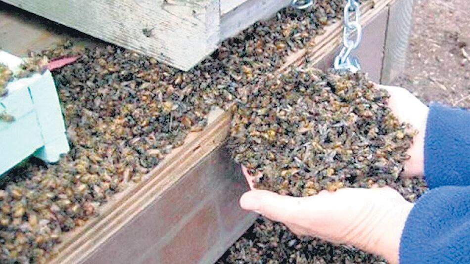 La mortandad de abejas ocurrió en Traslasierra, en marzo pasado.