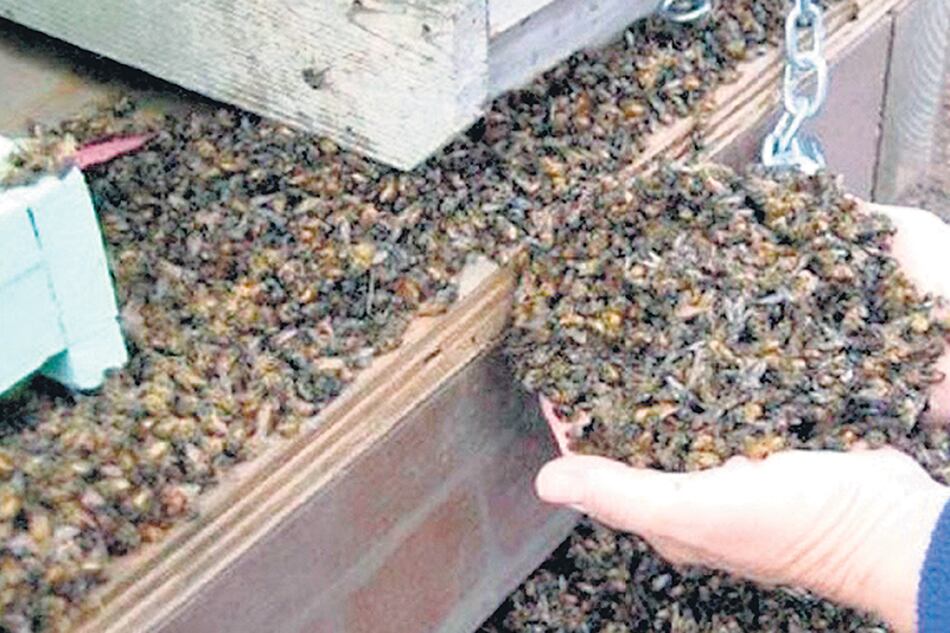 La mortandad de abejas ocurrió en Traslasierra, en marzo pasado.