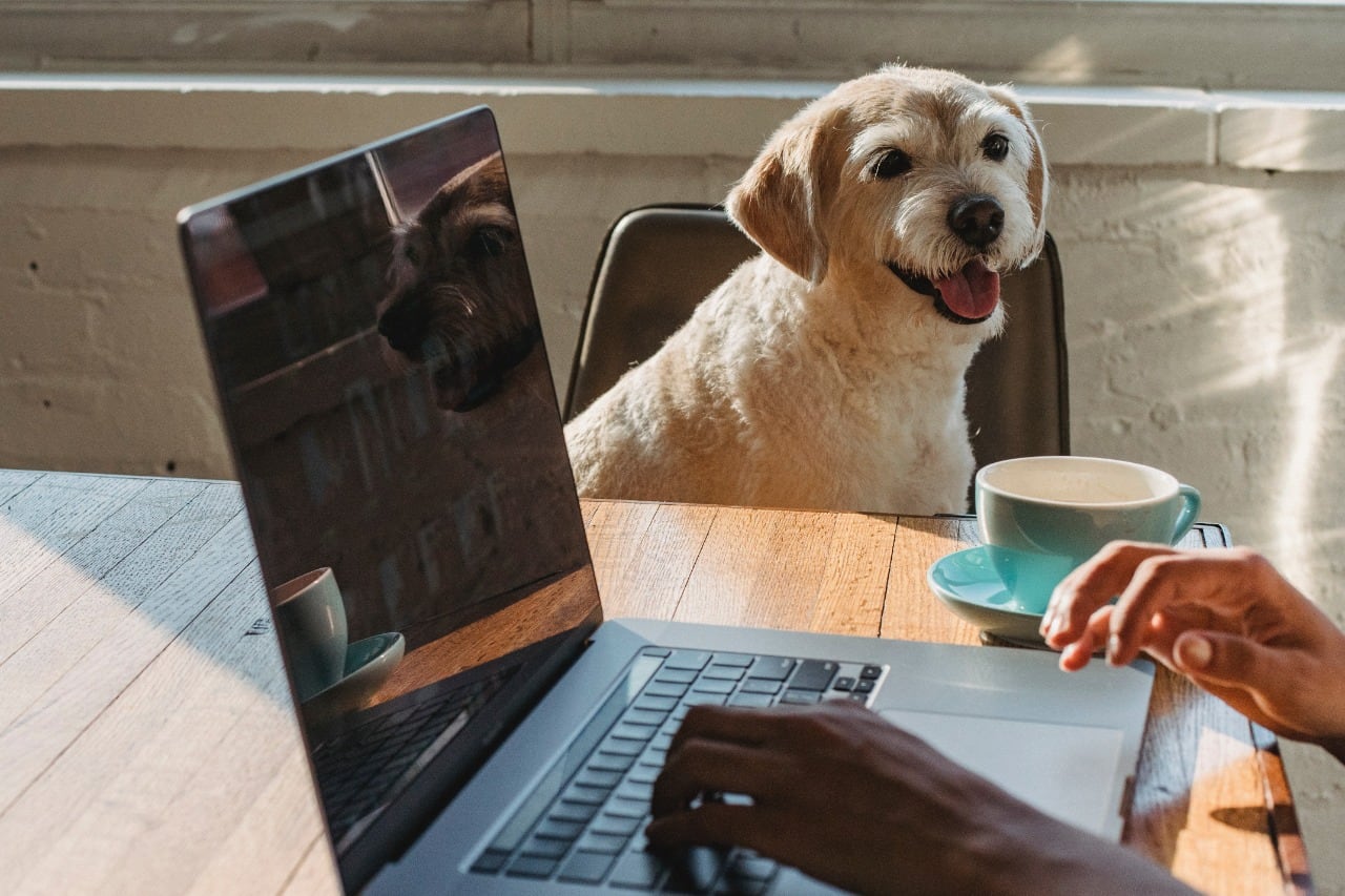 También se contemplan limitaciones a la guarda y custodia de los hijos en casos de antecedentes por maltrato animal ejercido como forma de violencia o maltrato psicológico.