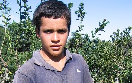 Taraferos, documental filmado en la región nordeste de la Argentina, da cuenta de las injusticias sociales que se consuman en la cosecha de la yerba mate.