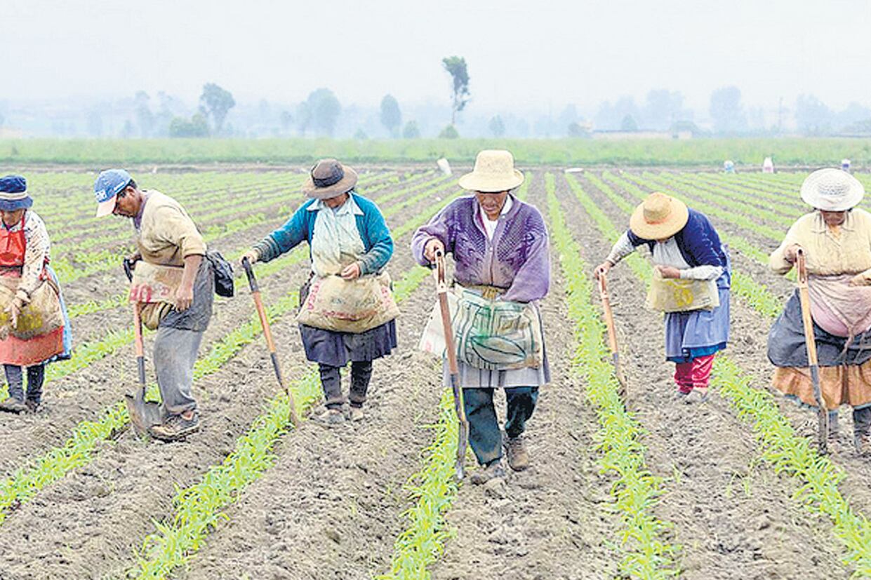 El estudio alerta, además, sobre las consecuencias ambientales del agronegocio.