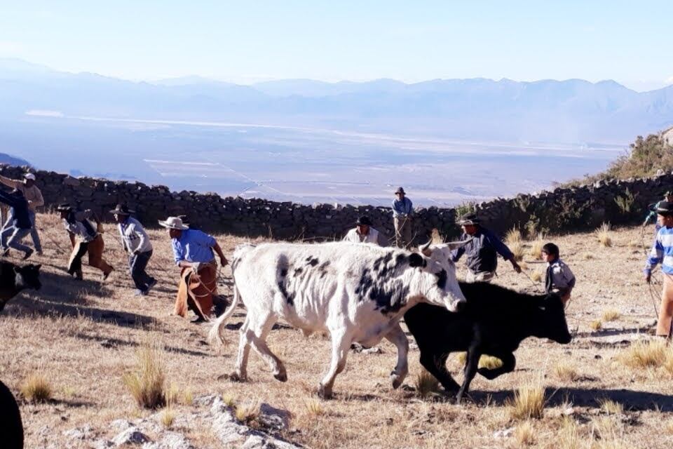 Las vacas en el puesto Los Colque. 