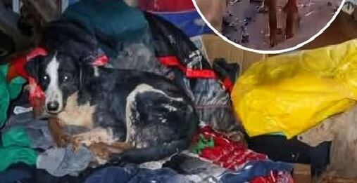 Animales en el temporal