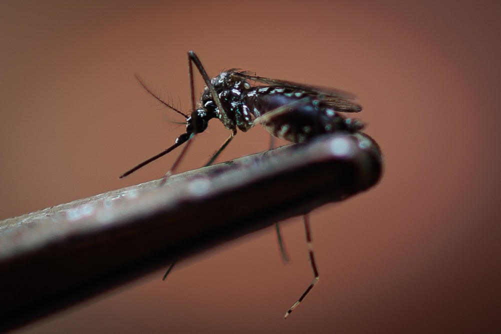 El mosquito del dengue sigue matando.