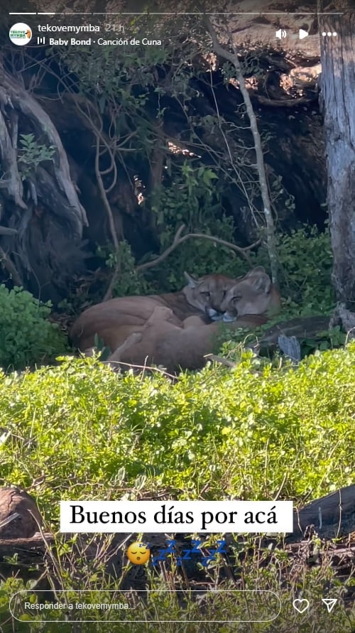 La última jaula está vacía: trasladaron a dos pumas del ex zoológico de Colón a un santuario animal. (Imagen: Instagram)
