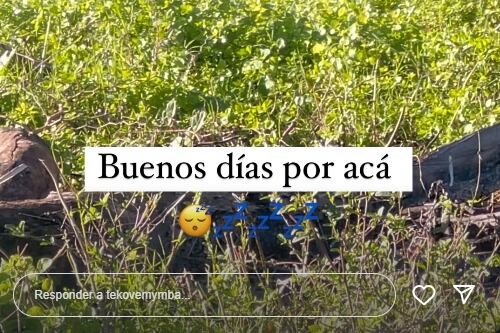 La última jaula está vacía: trasladaron a dos pumas del ex zoológico de Colón a un santuario animal. (Imagen: Instagram)