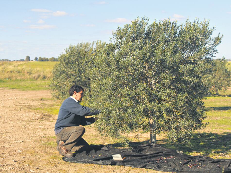 Cosecha de aceitunas en un establecimiento productor de olivas y aceite.