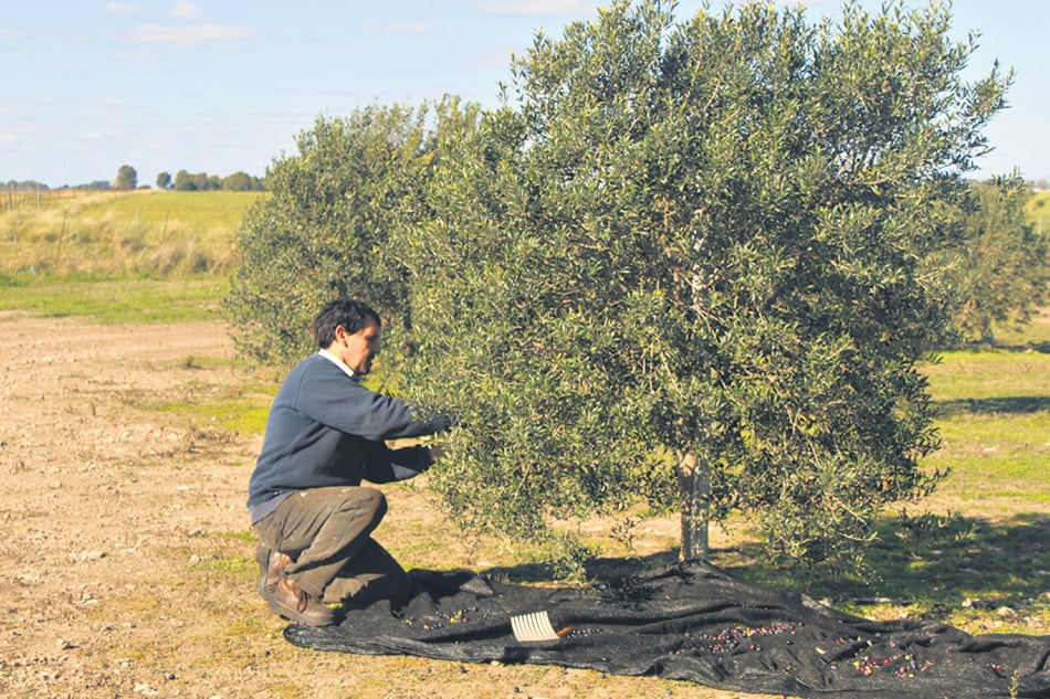 Cosecha de aceitunas en un establecimiento productor de olivas y aceite.