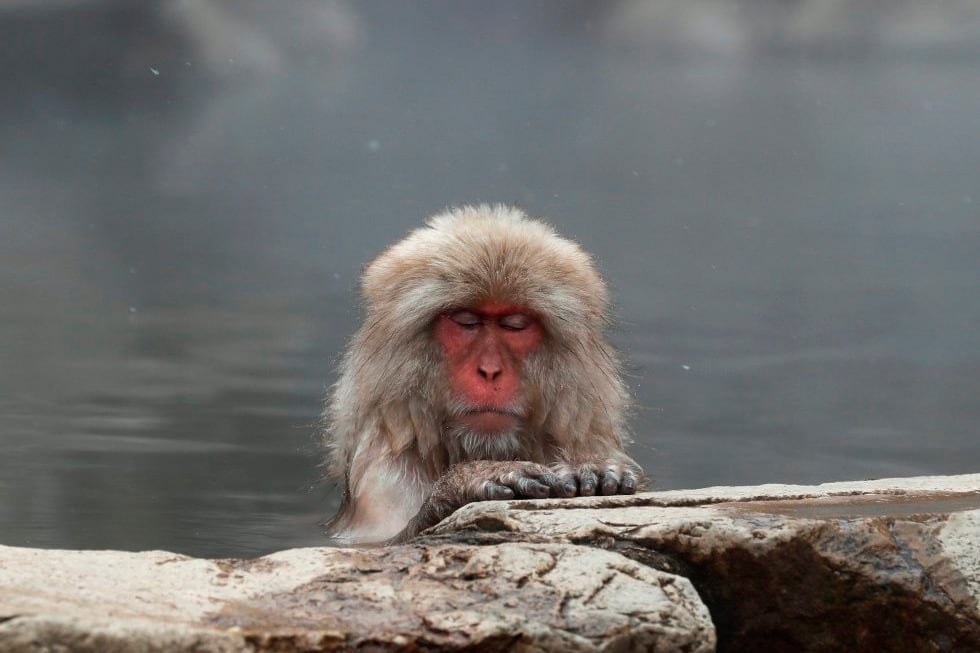 Yakei en la reserva de Takasakiyama, Japón.