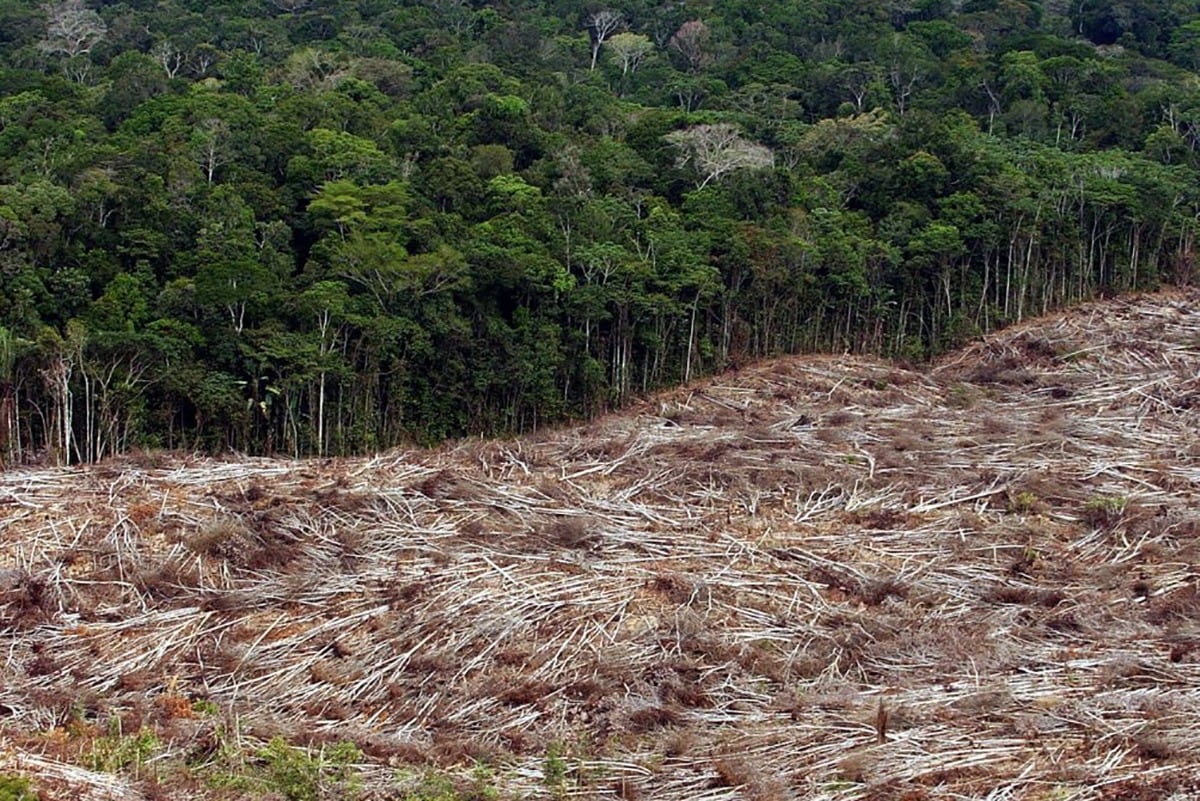 La tala de árboles en la amazonia disminuyó sensiblemente en la presidencia de Lula.