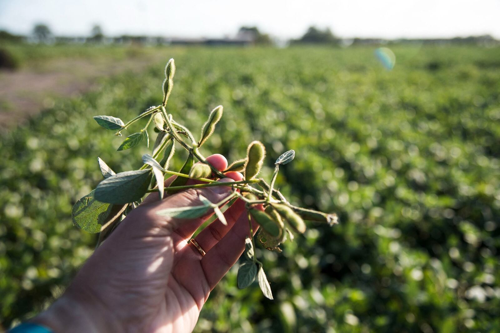 El ICA-ARG tuvo una variación del 0,8 por ciento en junio