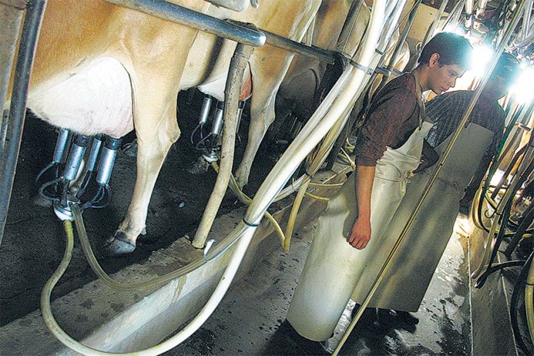 Los tambos más chicos tienen números en rojo y la industria mejora sus márgenes.