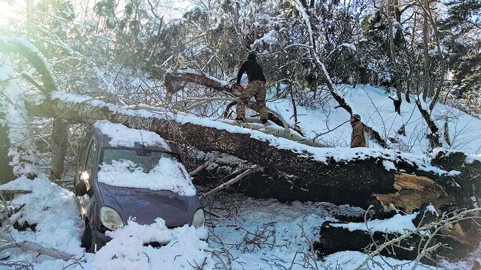 Hay que remover muchos árboles caídos sobre vehículos, rutas y cables de tendido eléctrico.