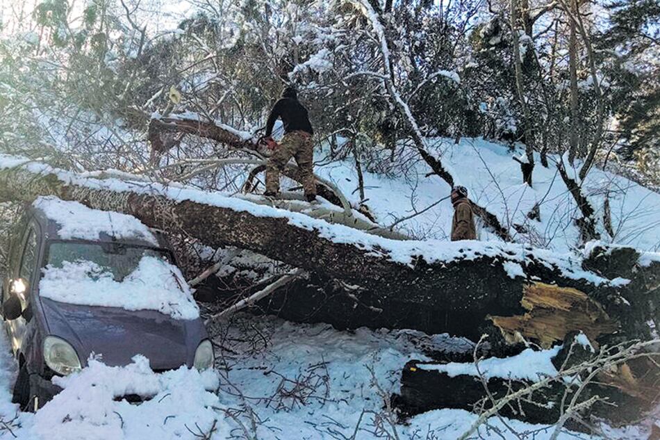 Hay que remover muchos árboles caídos sobre vehículos, rutas y cables de tendido eléctrico.