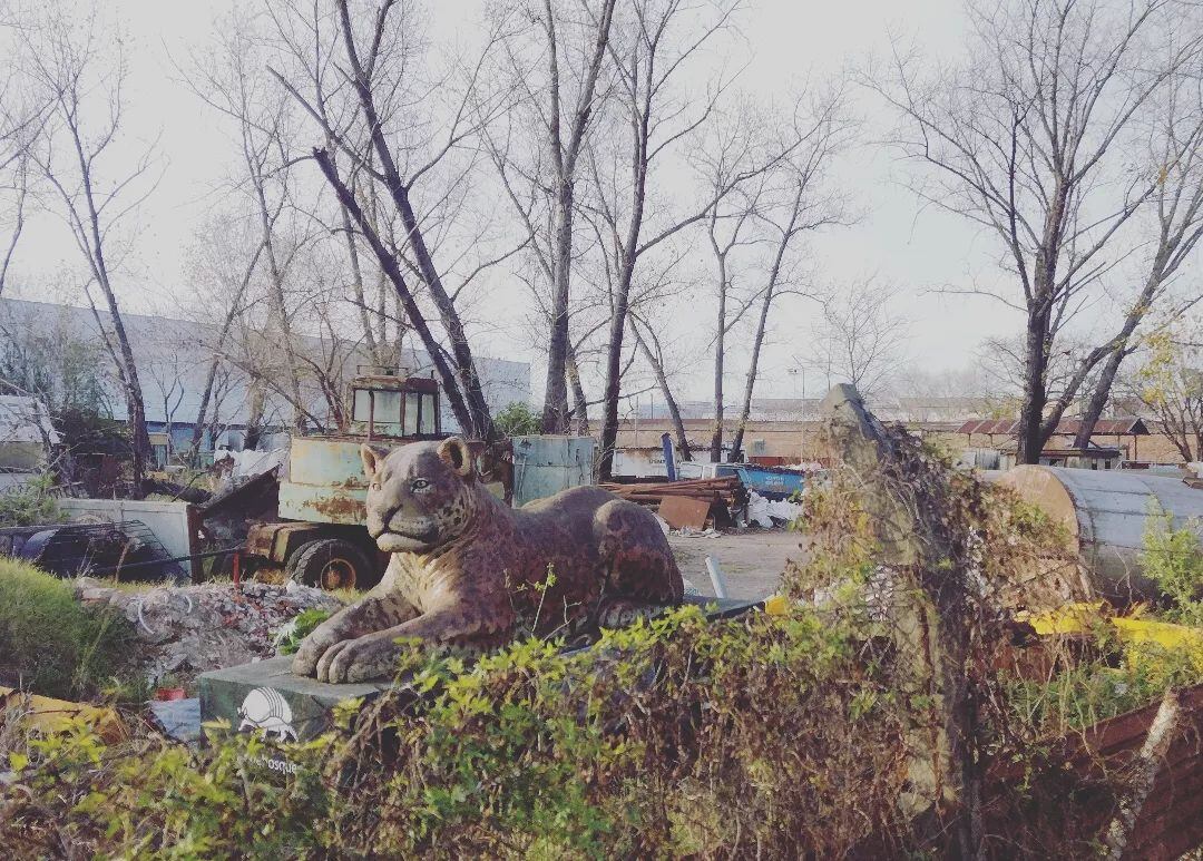 La vida de Pi, por Romina Arana.