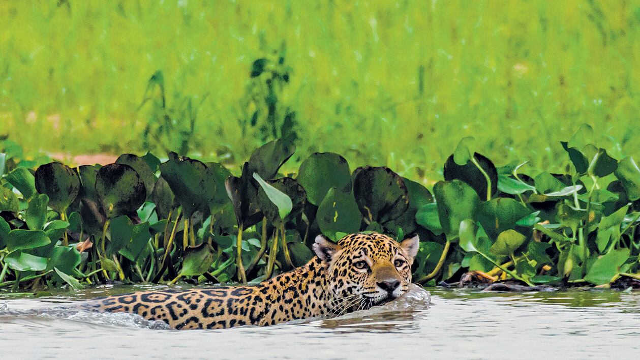 El yaguareté es el principal depredador del continente americano.