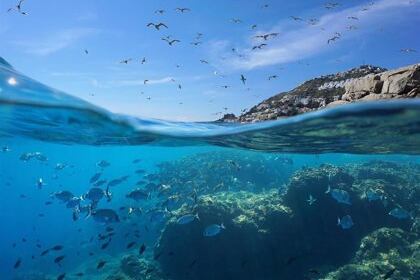 La biodiversidad marina está sufriendo una enorme presión y cientos de especies corren peligro. (Foto: Europa Press)