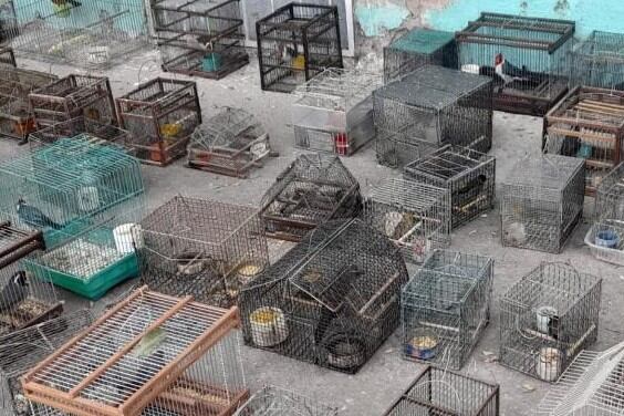 La policía tucumana hayó más de 100 jaulas. (Foto: Ministerio de Seguridad de Tucumán)