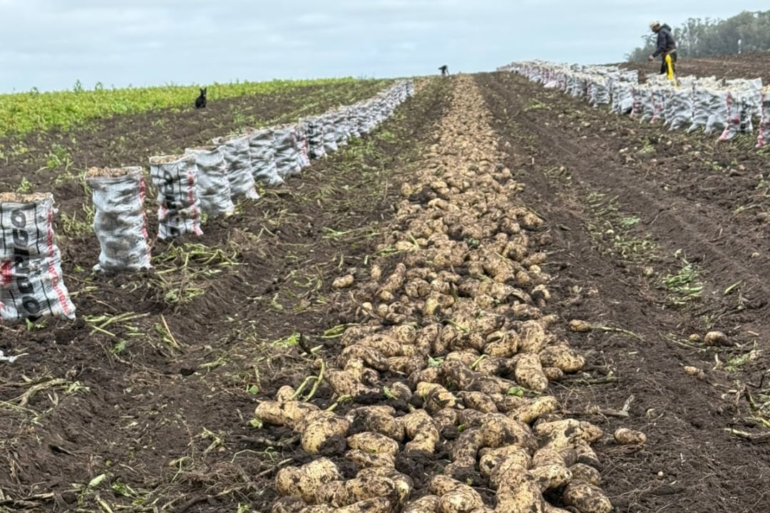 Productores de papa bonaerense