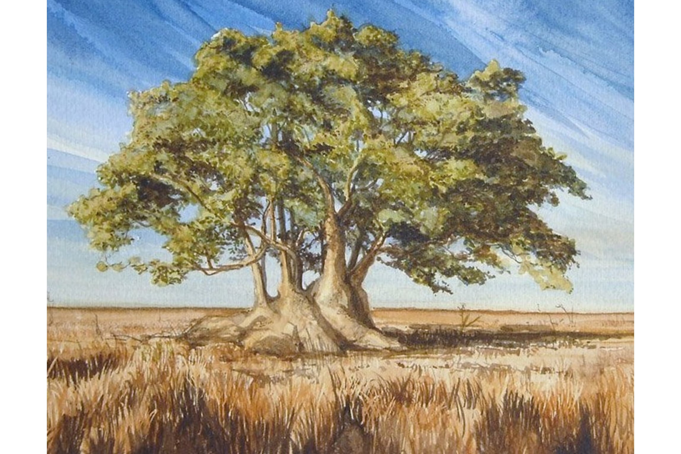 Ombù, arbol