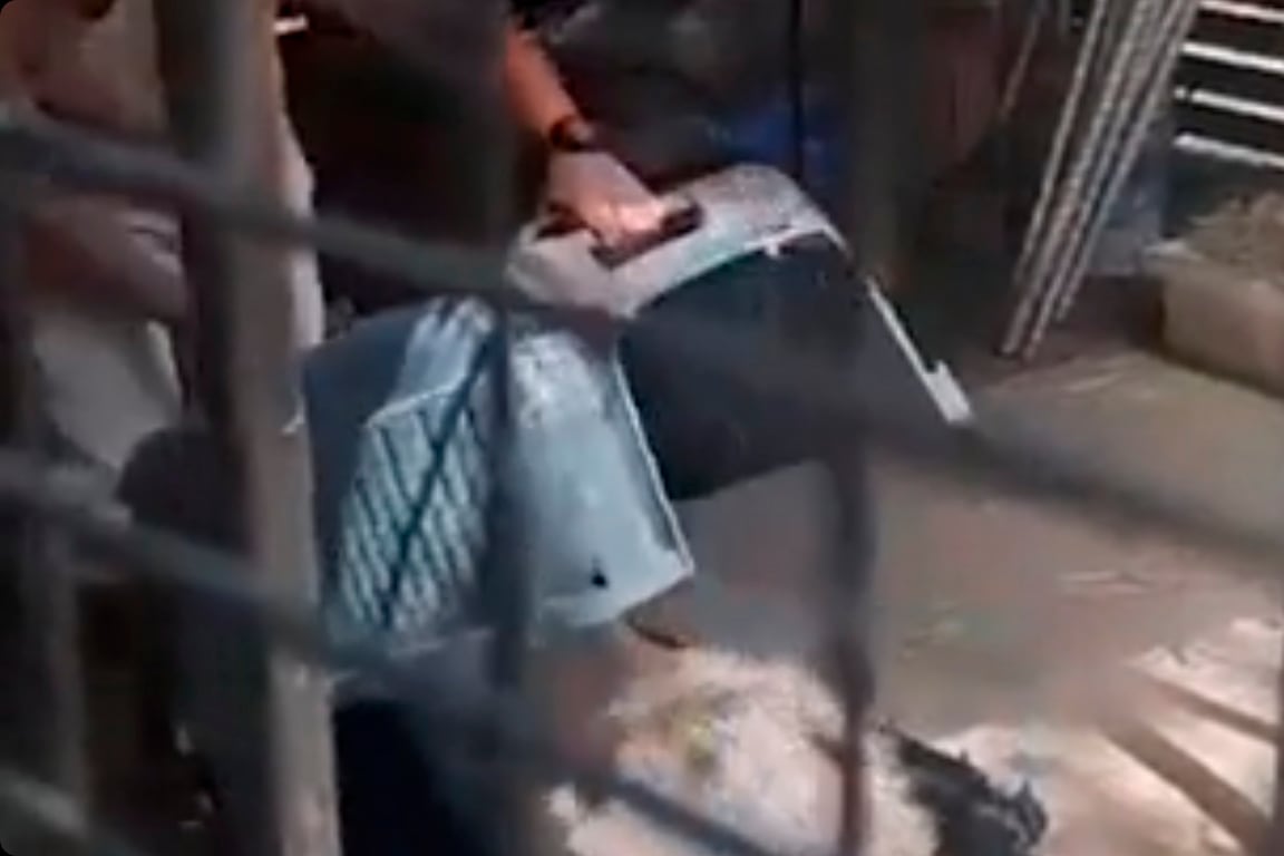 Carpincho Aeroparque