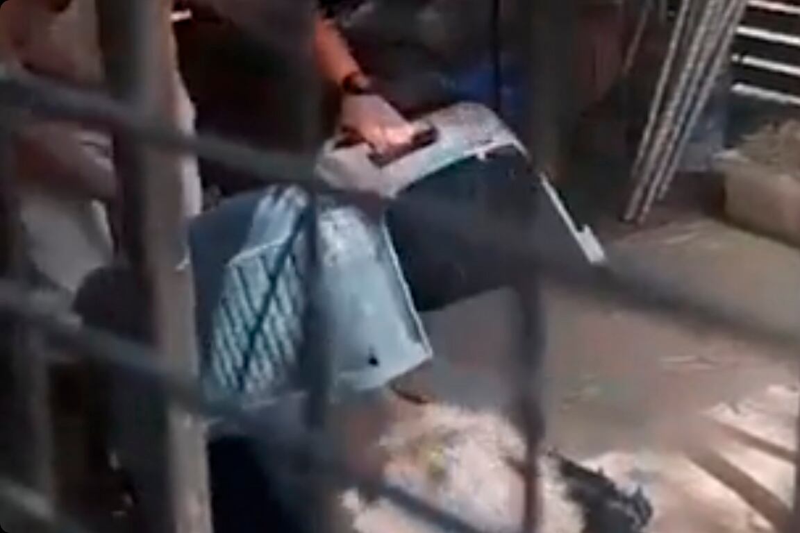 Carpincho Aeroparque