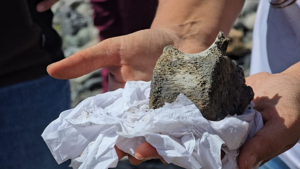 Rescate paleontológico de un megaterio, fauna extinta hace 16000 años.