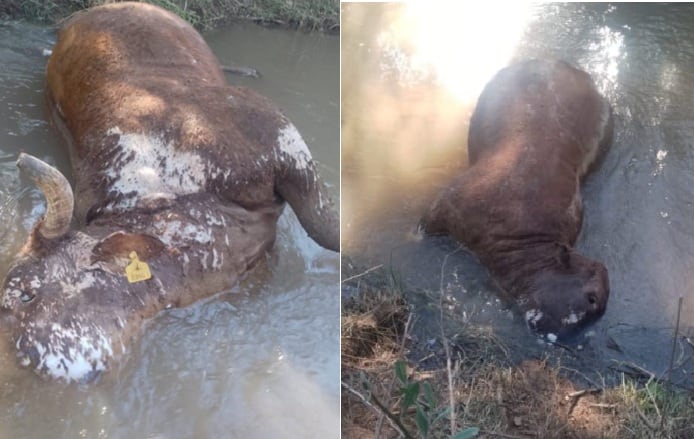 Fallecieron 14 animales en 17 días