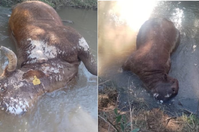 Fallecieron 14 animales en 17 días