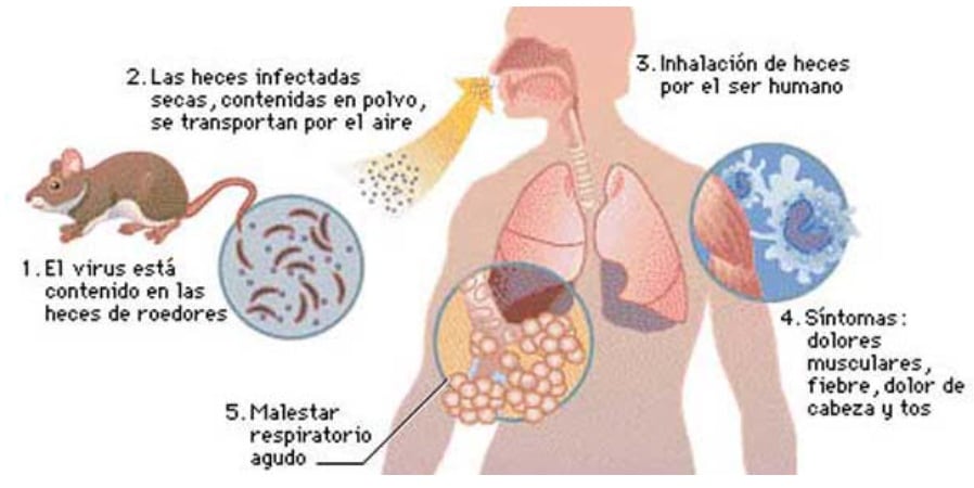 Hasta el momento se registraron 8 casos y 3 muertes